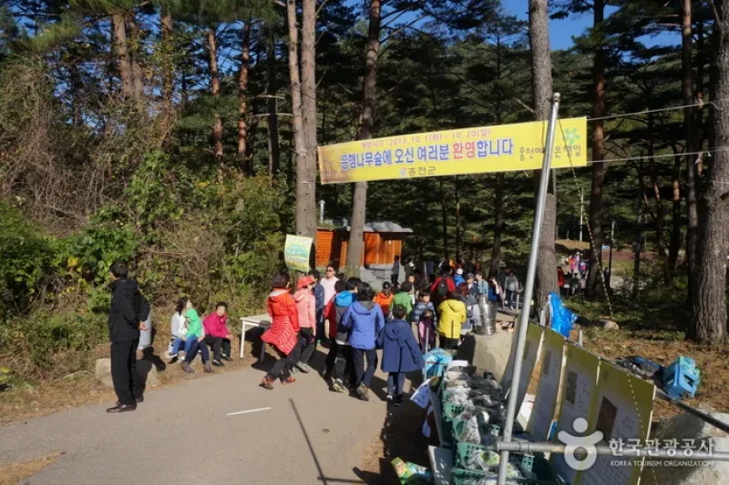 Hongcheon Ginkgo Forest  (6/24)