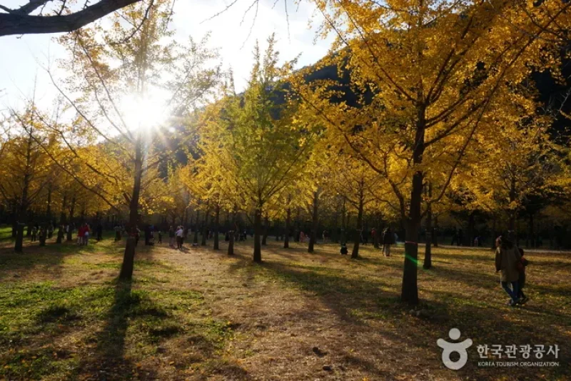Hongcheon Ginkgo Forest  (7/24)