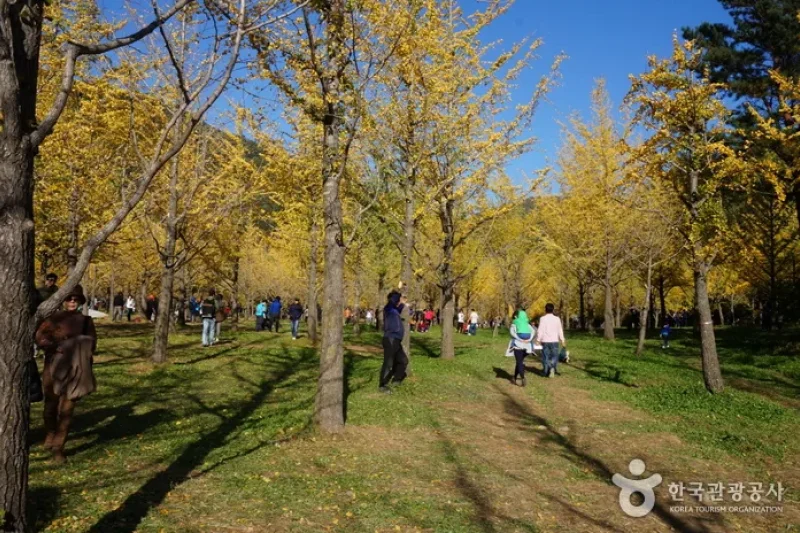 Hongcheon Ginkgo Forest  (8/24)