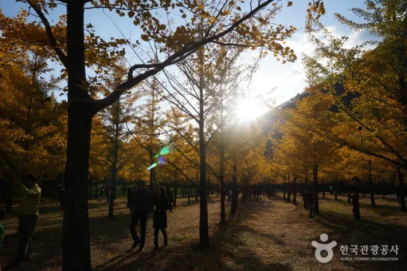 Hongcheon Ginkgo Forest  (9/24)