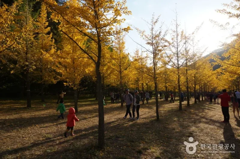 Hongcheon Ginkgo Forest  (10/24)
