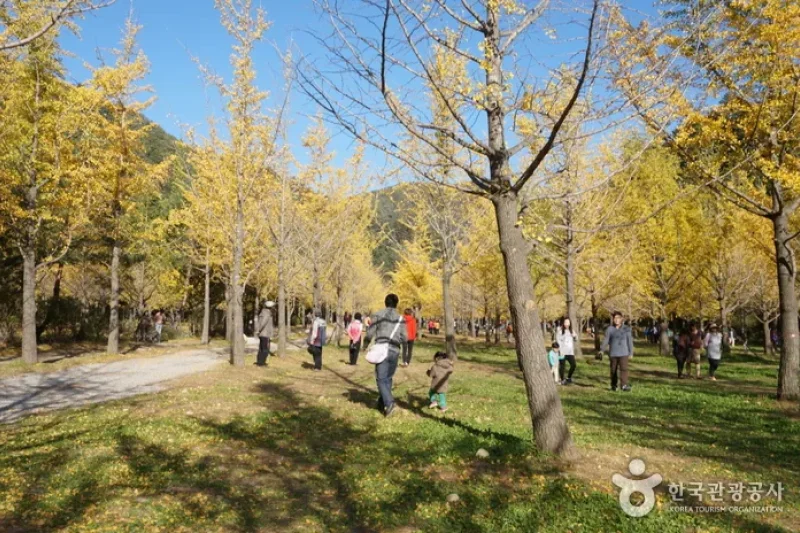 Hongcheon Ginkgo Forest  (11/24)