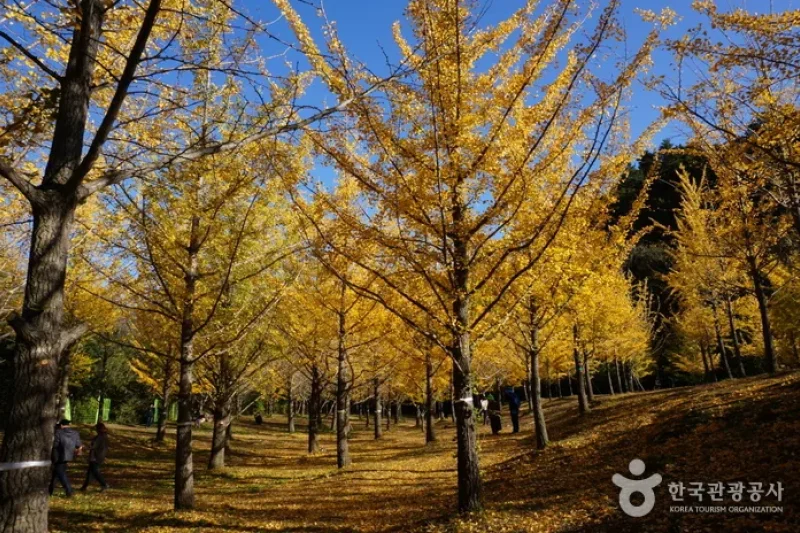 Hongcheon Ginkgo Forest  (12/24)