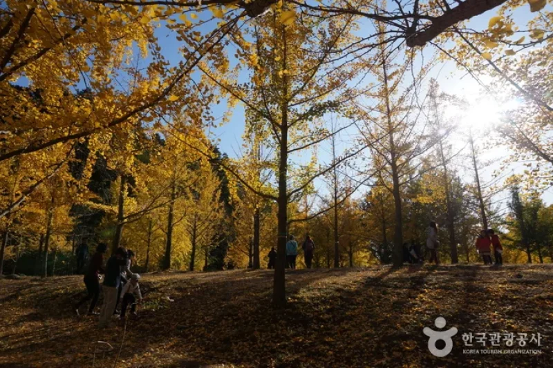 Hongcheon Ginkgo Forest  (13/24)