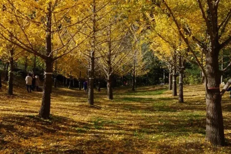 Hongcheon Ginkgo Forest  (14/24)