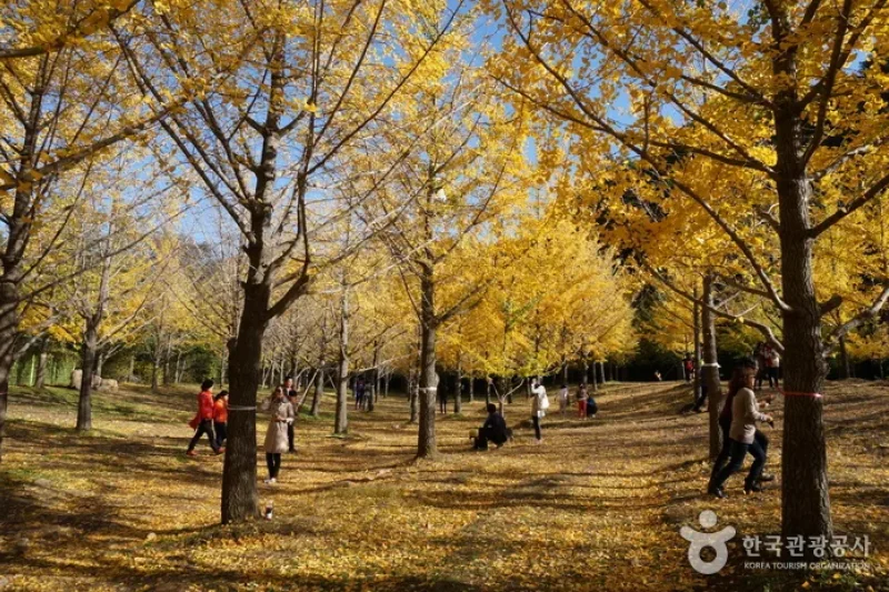Hongcheon Ginkgo Forest  (15/24)