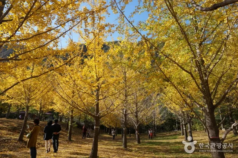 Hongcheon Ginkgo Forest  (16/24)