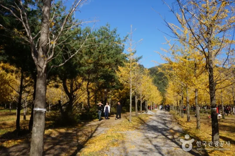Hongcheon Ginkgo Forest  (17/24)