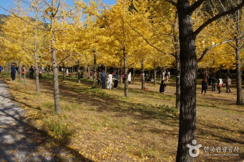 Hongcheon Ginkgo Forest  (18/24)
