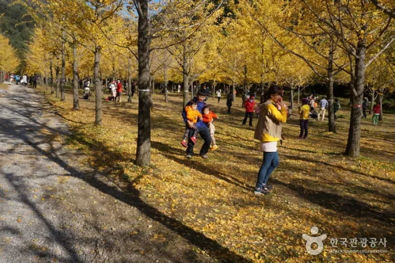 Hongcheon Ginkgo Forest  (19/24)