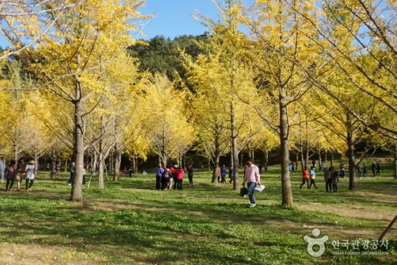 Hongcheon Ginkgo Forest  (20/24)