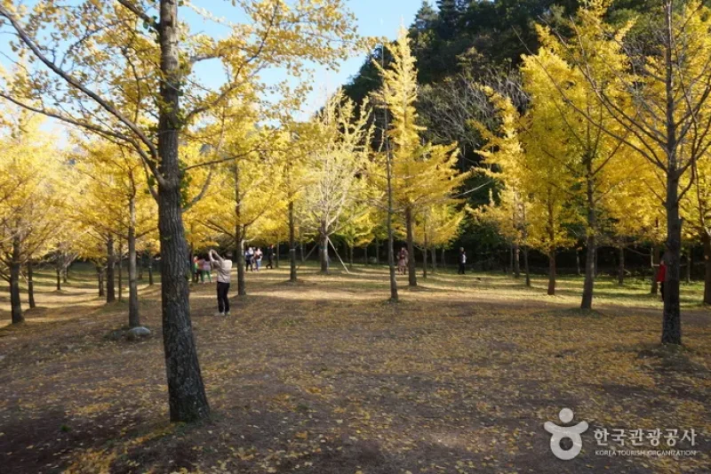 Hongcheon Ginkgo Forest  (21/24)