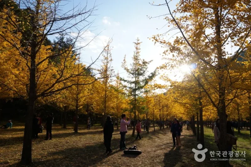 Hongcheon Ginkgo Forest  (22/24)