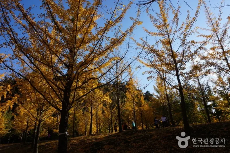 Hongcheon Ginkgo Forest  (23/24)