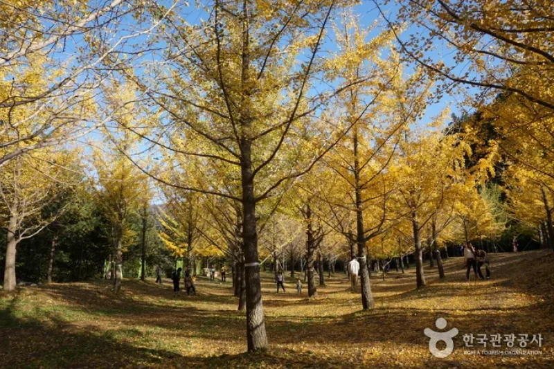 Hongcheon Ginkgo Forest  (24/24)