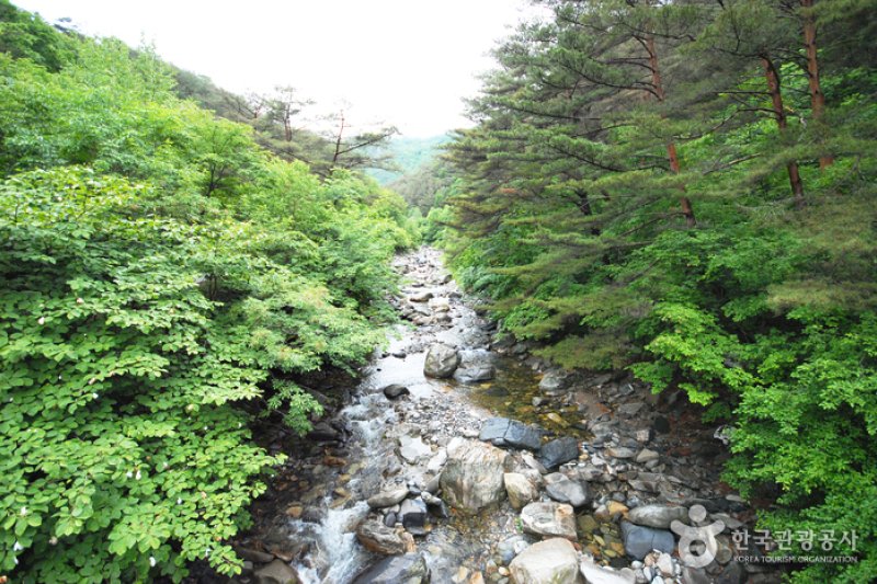 National Gariwangsan Mountain Natural Recreation Forest  (3/20)