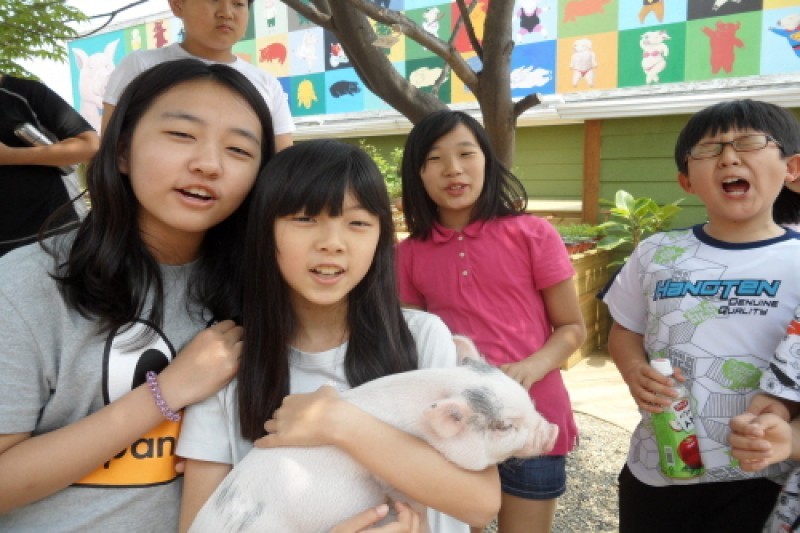 Pig Museum  (2/9)