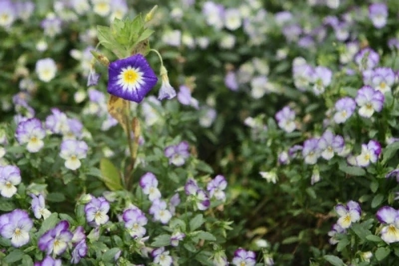 Korean Peninsula Wild Flower Exhibition of The Garden of Morning Calm  (1/9)