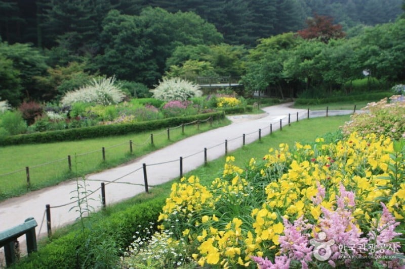 Korean Peninsula Wild Flower Exhibition of The Garden of Morning Calm  (3/9)