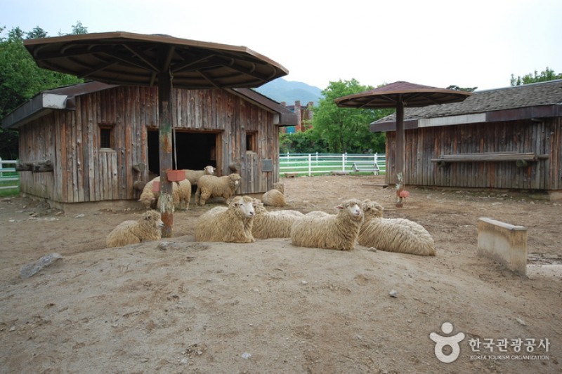 Seoul Zoo in Seoul Grand Park  (5/6)