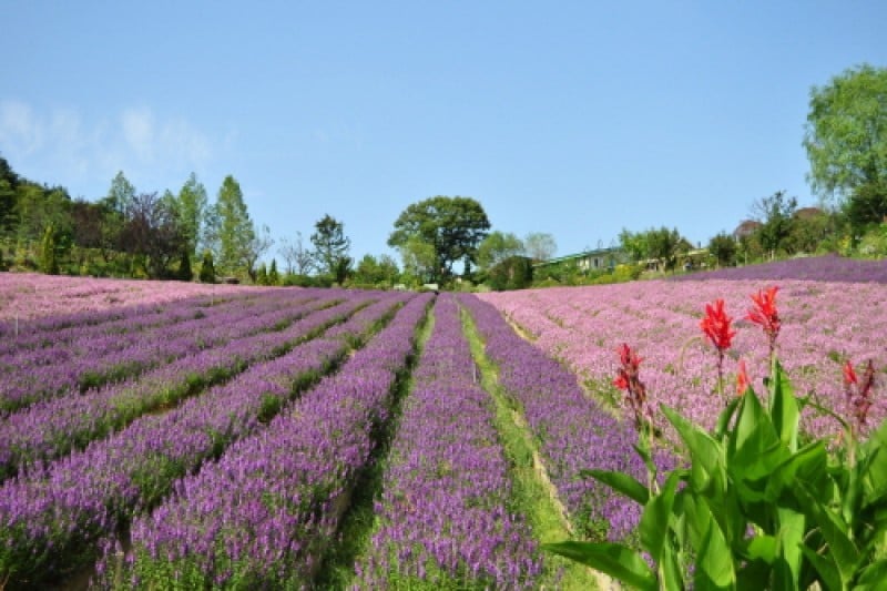 Herb Village  (7/17)