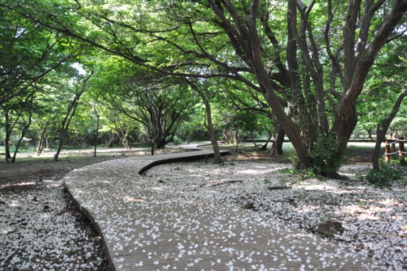 Jeju Jeolmul Recreational Forest  (5/10)