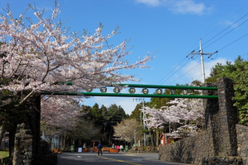Jeju Jeolmul Recreational Forest  (10/10)