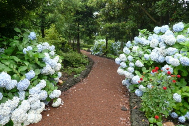 Camellia Hill  (1/1)