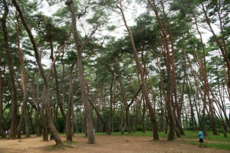 Yeongwol Cheongnyeongpo Cape  (4/46)
