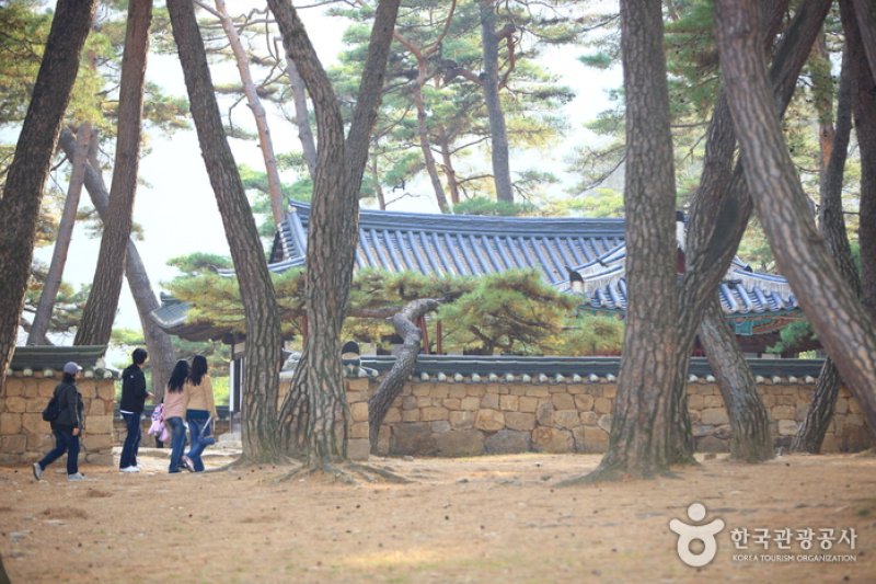 Yeongwol Cheongnyeongpo Cape  (13/46)