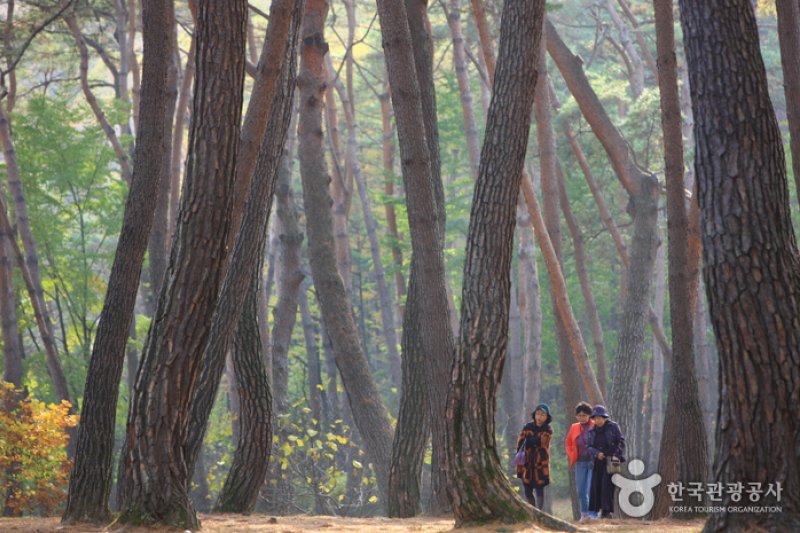 Yeongwol Cheongnyeongpo Cape  (18/46)