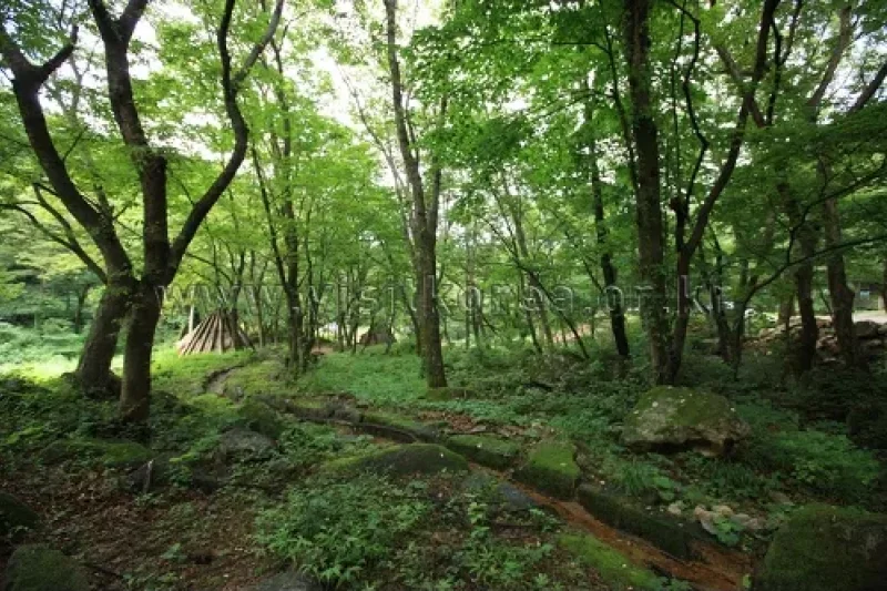 Cheoneunsa Temple(Samcheok) (천은사(삼척))