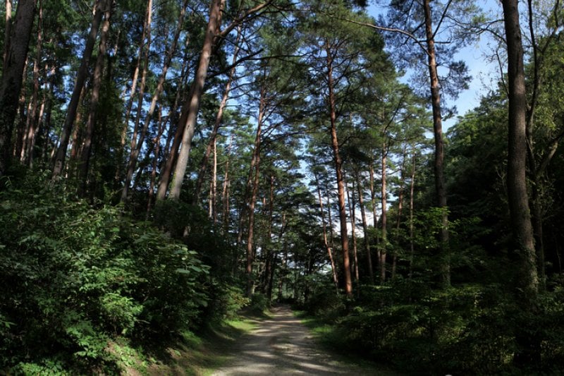 Samcheok Jungyeongmyo Grave (삼척 준경묘) (3/4)