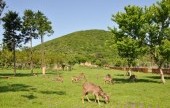 Roe Deer Observation Center 
