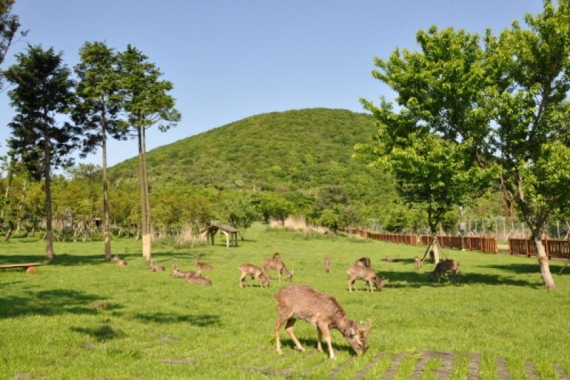 Roe Deer Observation Center  (3/4)