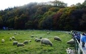 Daegwallyeong Sheep Farm 
