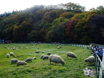 Daegwallyeong Sheep Farm