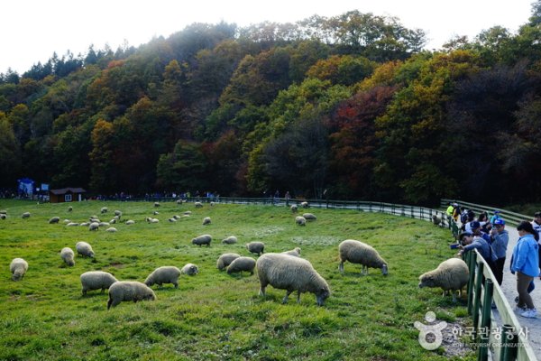 Daegwallyeong Sheep Farm