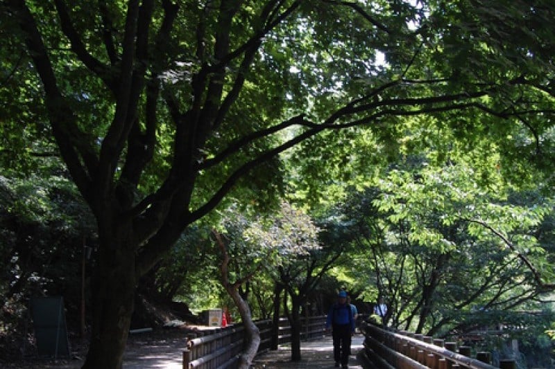 Naejangsan National Park  (10/40)