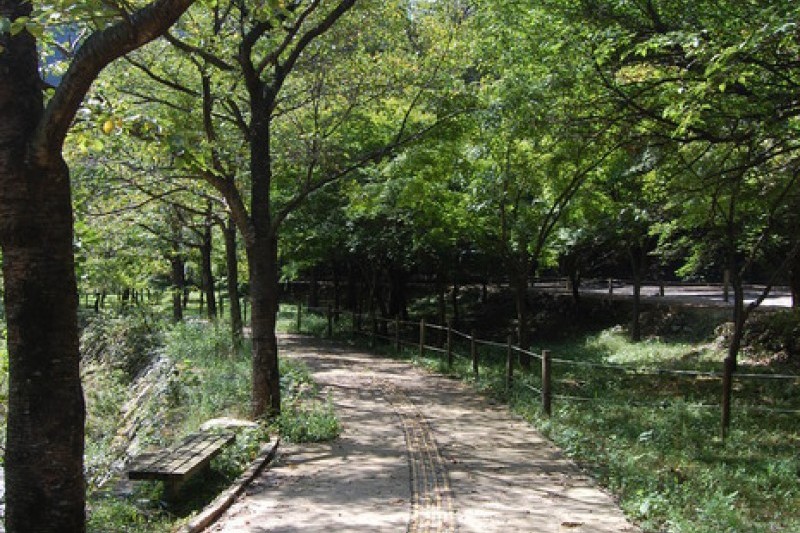 Naejangsan National Park  (15/40)