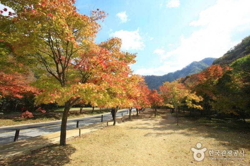 Naejangsan National Park  (19/40)