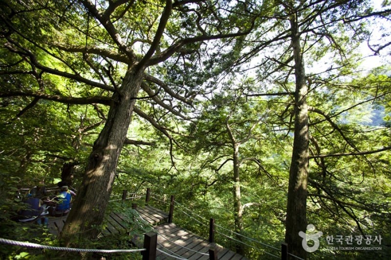 Naejangsan National Park  (24/40)