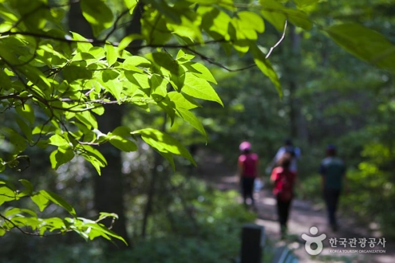 Naejangsan National Park  (30/40)