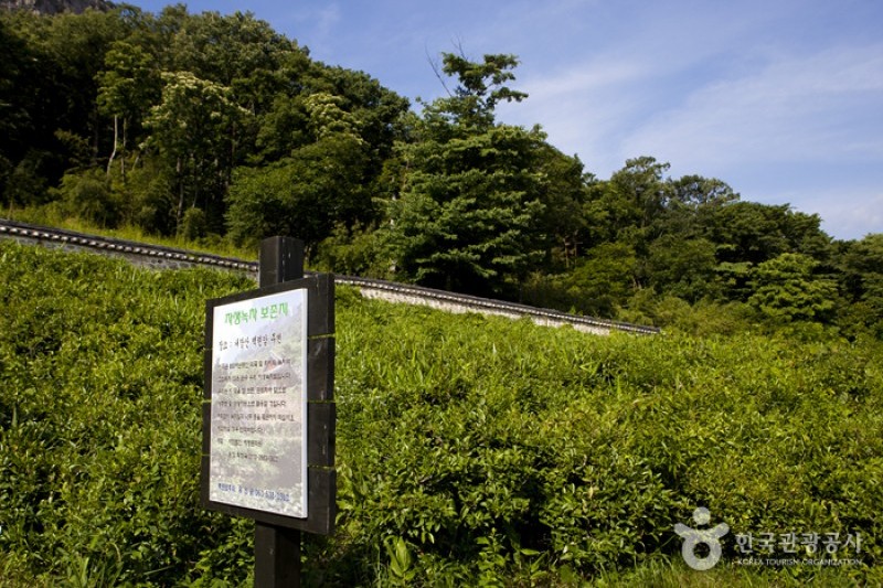 Naejangsan National Park  (32/40)