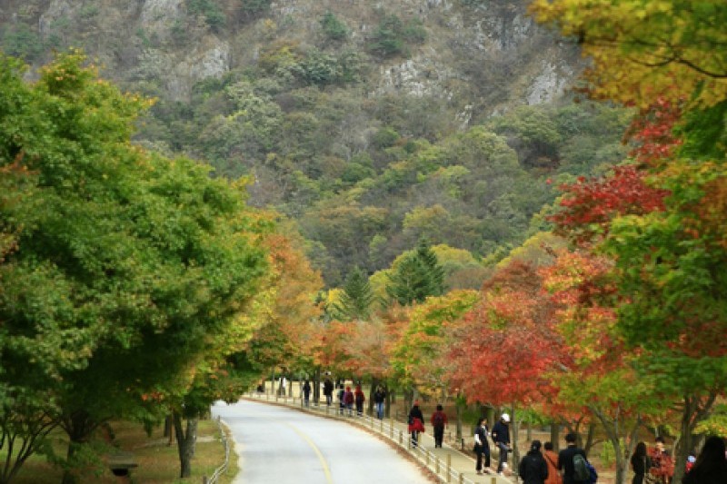 Naejangsan National Park  (39/40)