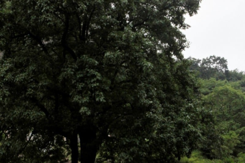 Maisan Provincial Park  (8/22)