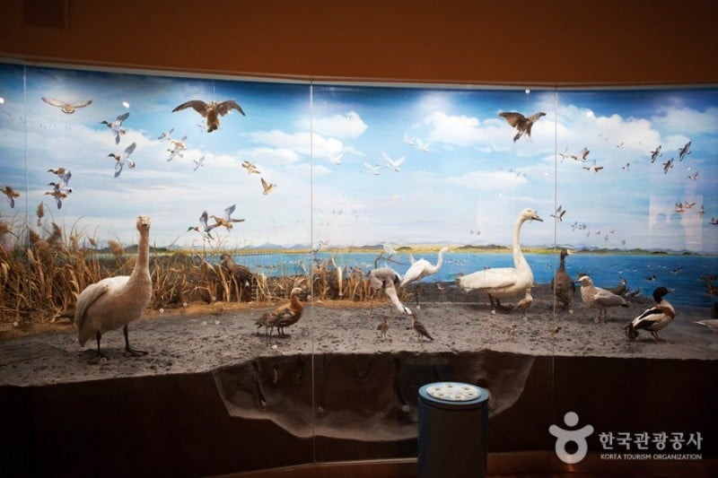 Geumgang Migratory Bird Observatory  (3/3)