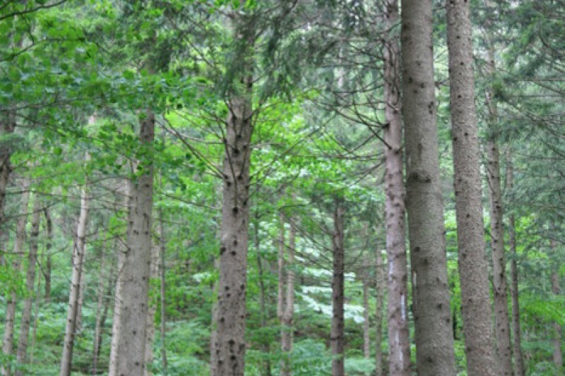 Deogyusan Mountain Natural Recreation Forest  (7/19)