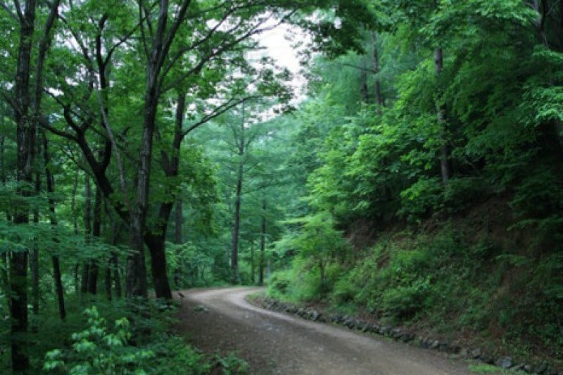 Deogyusan Mountain Natural Recreation Forest  (8/19)