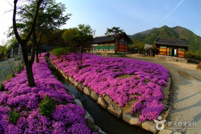 Songgwangsa Temple  (14/15)